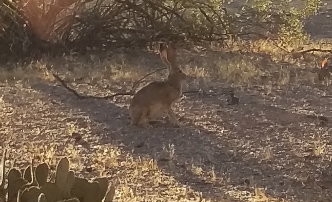 jackrabbit