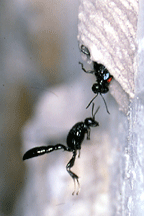 A male pipe-organ mud-daubing wasp guards the entrance to a nest that a female is provisioning. He is chasing away an intruding male.