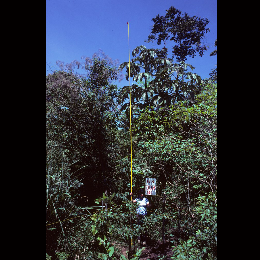 Vegetation at 2 years with Liana Babbar