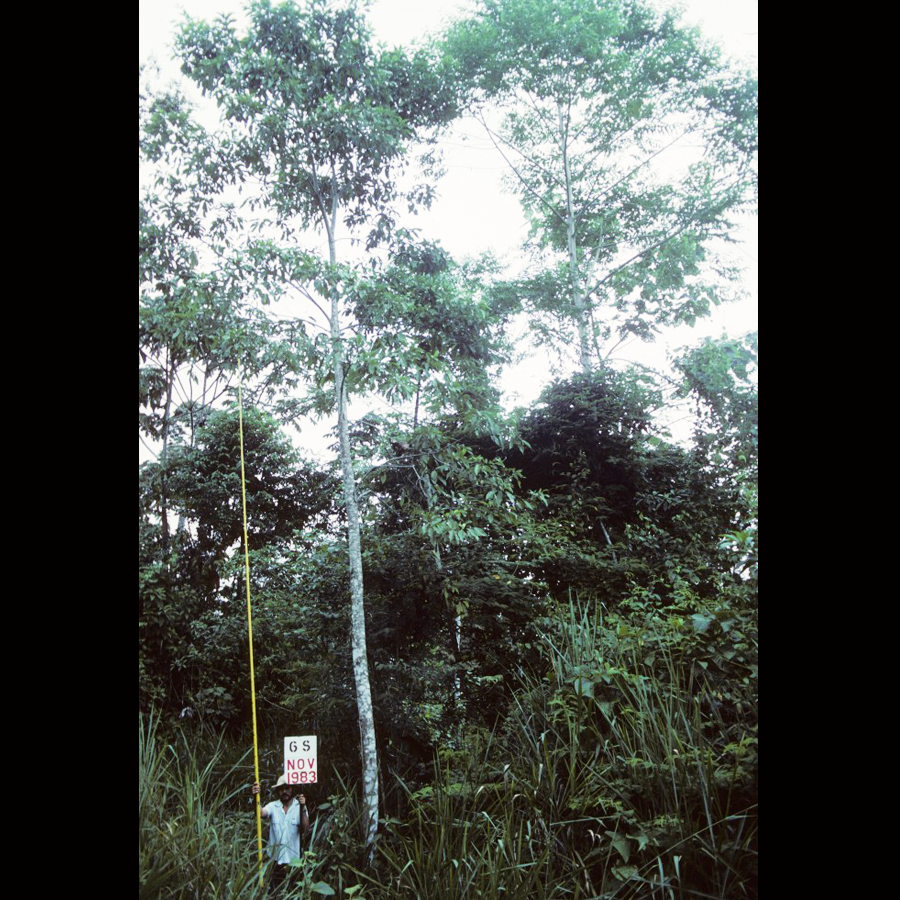 Vegetation at 4 ½ years