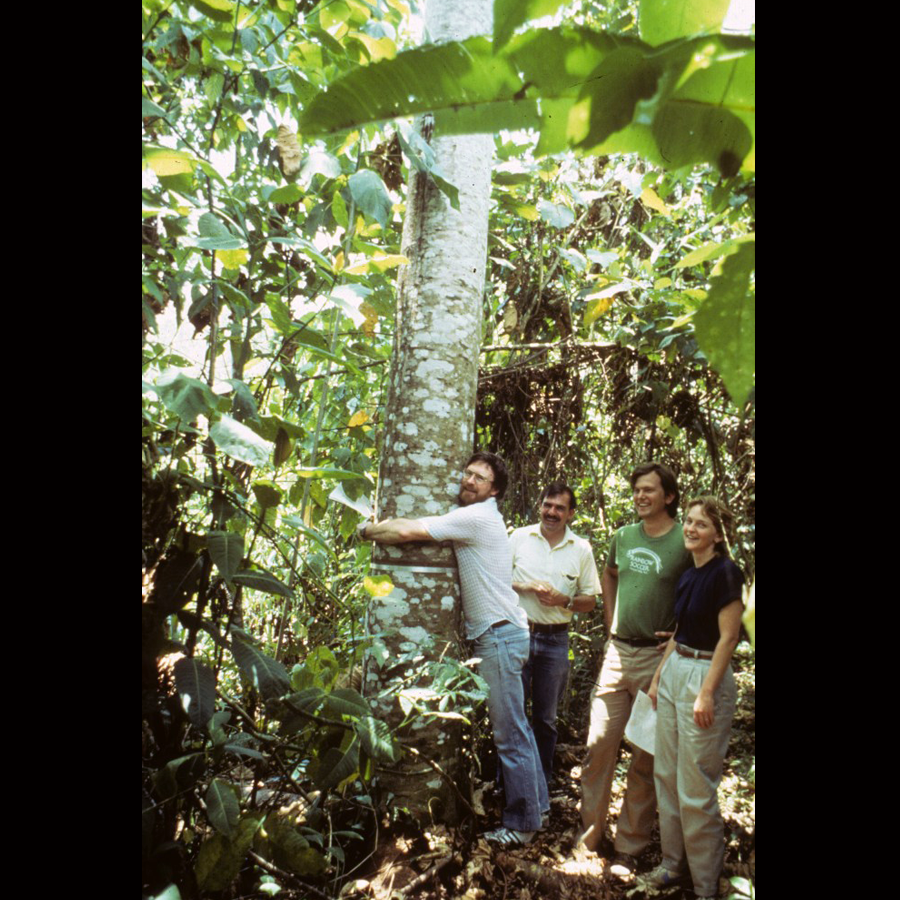 Vegetation at 5 years (largest tree on plots [Ochroma lagopus], with Charlie Hall, Jack Ewel, Peter Vitousek, Pamela Matson).