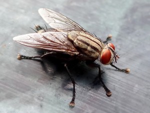 Musca domestica (house fly) picture from Wikipedia