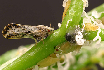 Diaphorina citri, commonly known as Asian citrus psyllid (picture from Michael E. Rogers)