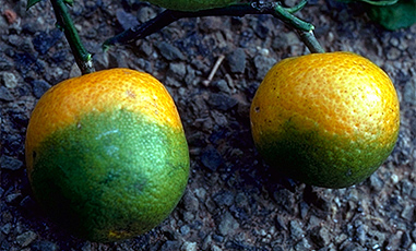 One of the main symptoms of the disease, green fruit (picture from USDA)