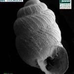 New species of pupillid land snail from Guam.