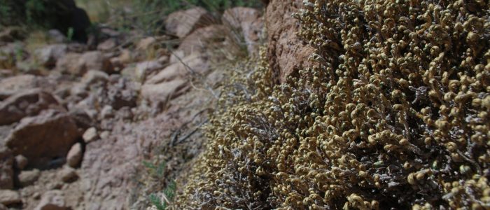 Desert Biodiversity