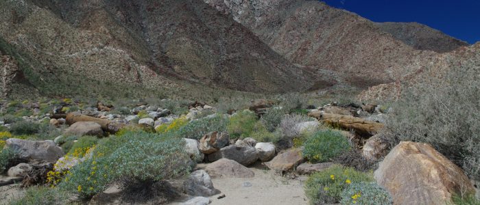 Desert Biodiversity