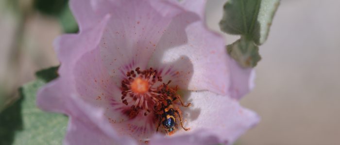 Desert Biodiversity