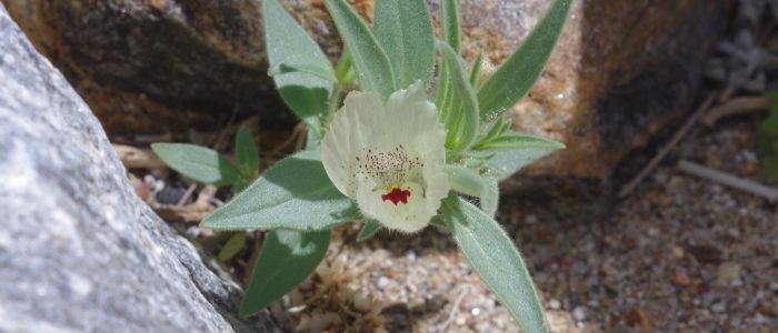 Desert Biodiversity