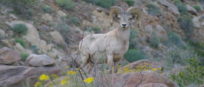 Desert Biodiversity