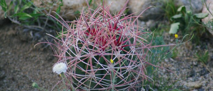 Desert Biodiversity