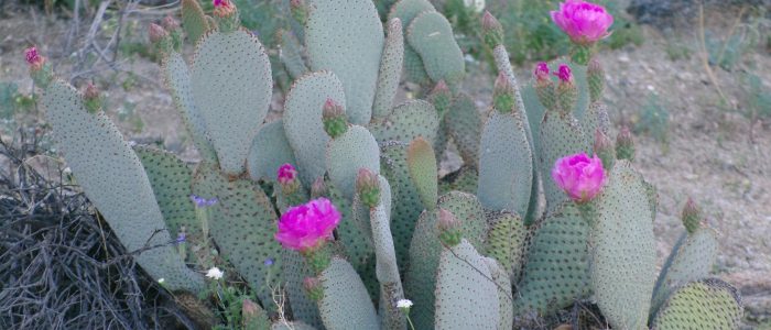 Desert Biodiversity