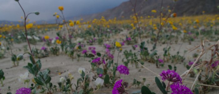 Desert Biodiversity