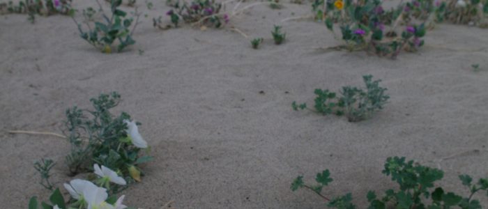 Desert Biodiversity