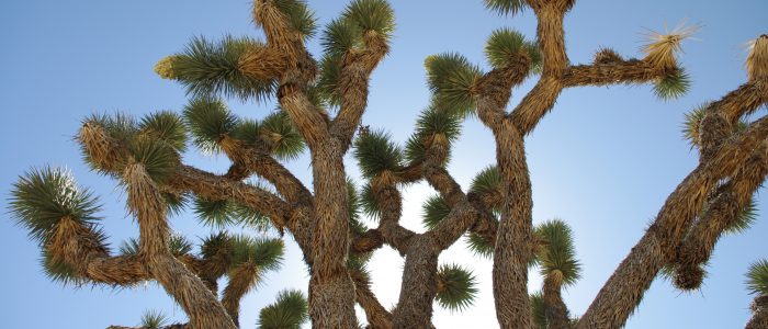 Desert Biodiversity