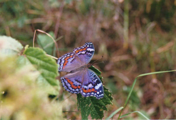 dry butterfly
