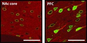 Fig-mGluR5-NeuN-stain